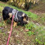 Nifnif en promenade