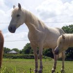 Laouen, notre doyenne