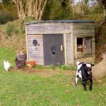 Les poules s'invitent