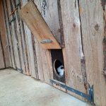 Maman Lapin veille
